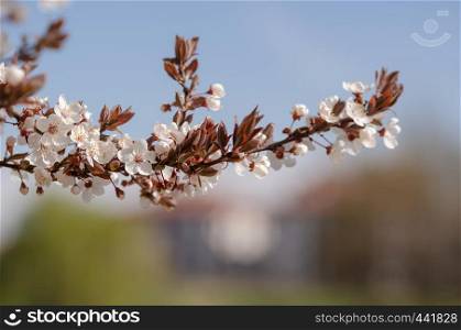 Spring branch with white flowers on blurred background.