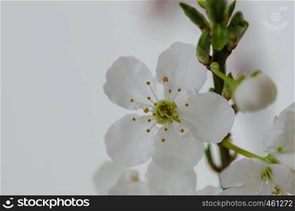 Spring branch with white flowers on white background.