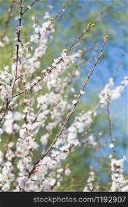 Spring branches of blossoming cherry with white flowers against the background of spring greenery and blue sky