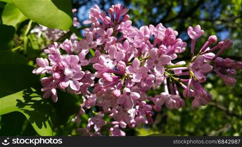 Spring branches with beautiful blossoming lilac flowers