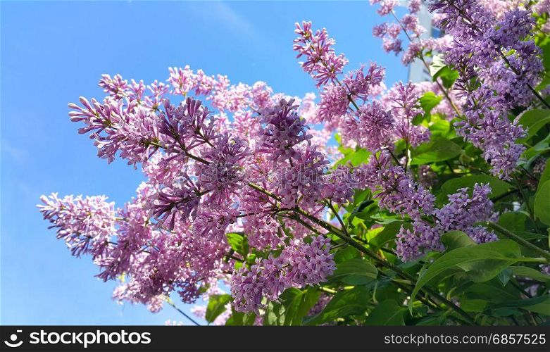 Spring branches with beautiful blossoming lilac flowers against blue sky
