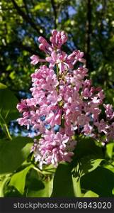 Spring branches with beautiful blossoming lilac flowers. Beautiful blossoming lilac flowers