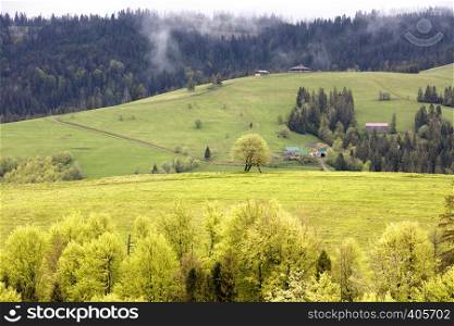Spring bright morning in the Carpathian mountains. The rural hut stands on the slope of the mountain. Beautiful typical rural scenery of Carpathians, Ukraine. Rural hut on the slope of the Carpathian Mountains in the haze of the morning mist