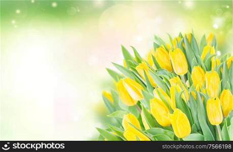 spring bright yellow tulips in garden on green bokeh background. spring narcissus garden