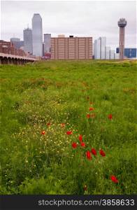 Spring brings wildflowers to the Trinity River Basin that surrounds Dallas Texas