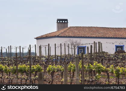 Spring bud break in the vineyards of Borba, Alentejo, Portugal