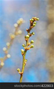 Spring bud. Composition of nature.
