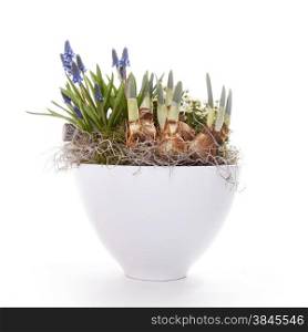 spring bulbs and flowers in pot against white background