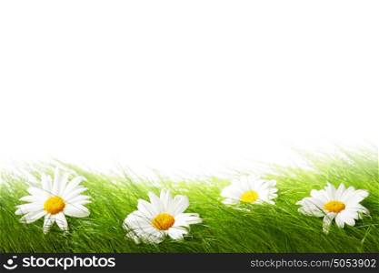 Spring chamomiles in fresh green grass isolated on white background