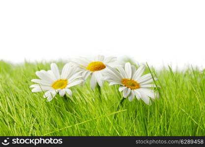 Spring chamomiles in fresh green grass isolated on white background