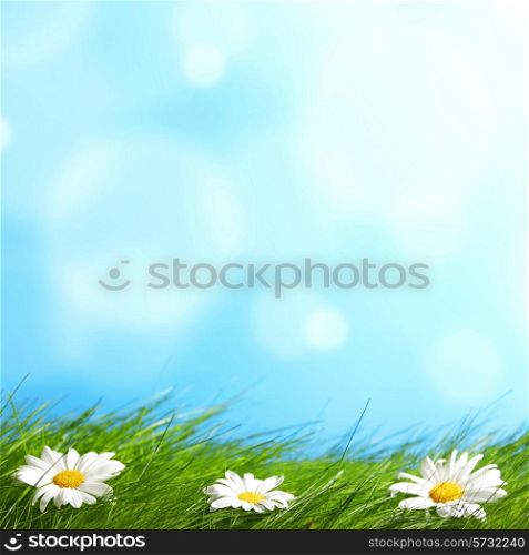 Spring chamomiles in fresh green grass under blue sky