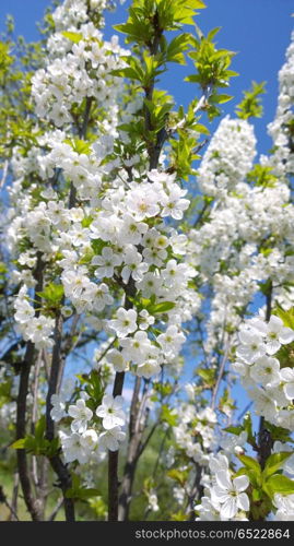 Spring Cherry Blossom.