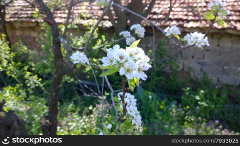 Spring Cherry Blossom.