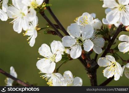 Spring cherry blossom background. Beautiful nature scene with blooming tree on green background. Spring flowers .. Spring cherry blossom background. Beautiful nature scene with blooming tree on green background. Spring flowers