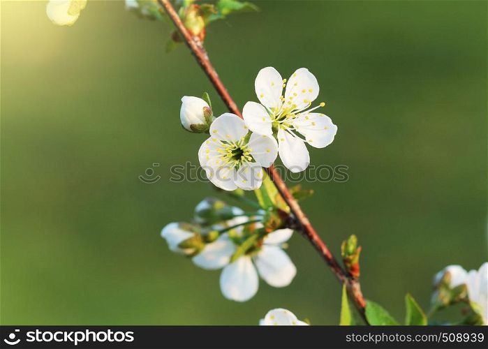 Spring cherry blossom background. Beautiful nature scene with blooming tree on green background. Spring flowers .. Spring cherry blossom background. Beautiful nature scene with blooming tree on green background. Spring flowers