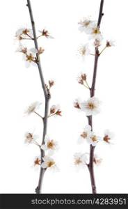 Spring cherry blossom,Closeup, isolated on white background.