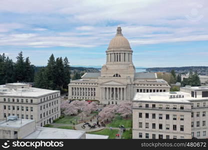 Spring Cherry Blossoms at the State Capital Building in Olympia Washington