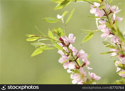 Spring cherry blossoms on green background