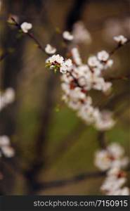 Spring Cherry blossoms, pink flowers. Spring Cherry blossoms, sakura almond pink flowers