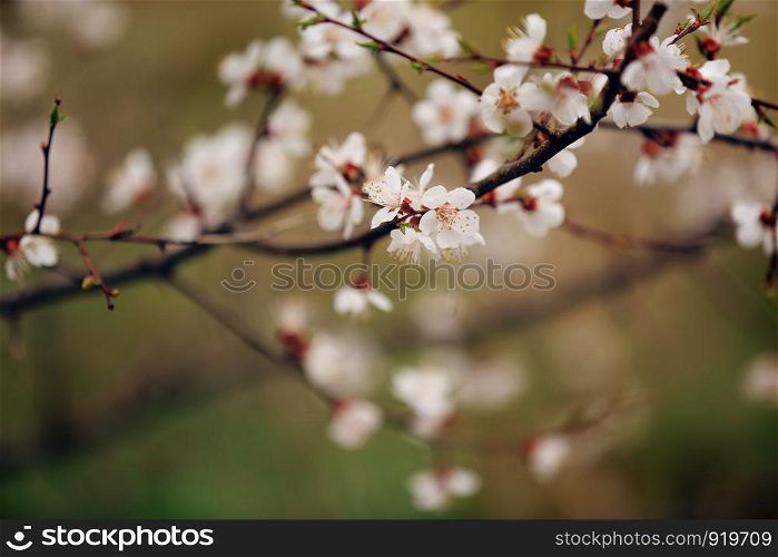 Spring Cherry blossoms, pink flowers. Spring Cherry blossoms, sakura almond pink flowers
