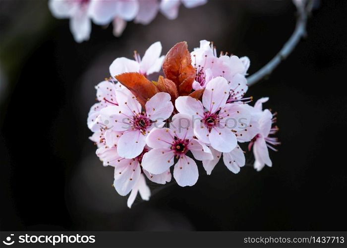 Spring cherry blossoms, pink flowers. Spring floral background. Spring pink cherry blossoms. Spring floral background