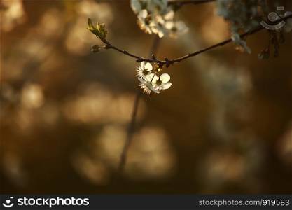 Spring Cherry blossoms, white flowers. spring season. spring season. Spring Cherry blossoms, white flowers.