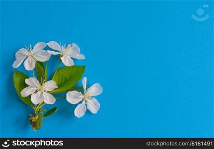 Spring cherry flowers on blue paper background