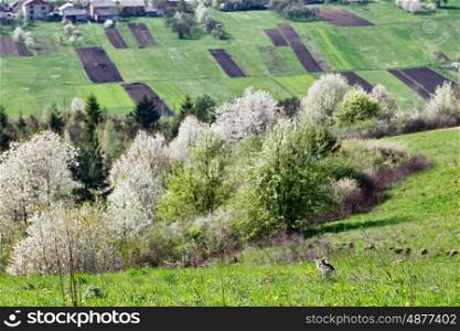 Spring cherry orchard blossom on hills. Green spring landscape. Spring fields and blooming trees. Cat on meadow