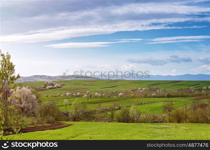 Spring cherry orchard blossom on hills. Green spring landscape. Spring fields and blooming trees. Sunny spring