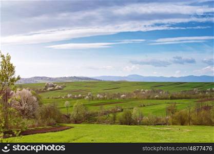 Spring cherry orchard blossom on hills. Green spring landscape. Spring fields and blooming trees. Sunny spring