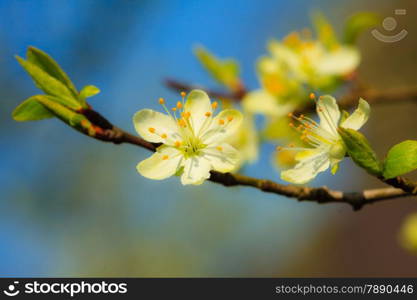 Spring. Closeup of white blossoms on the branch of blossoming apple tree in the garden.