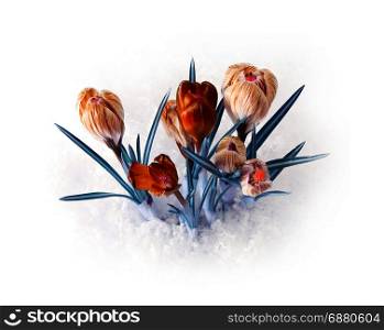 spring color crocus flower bouquet