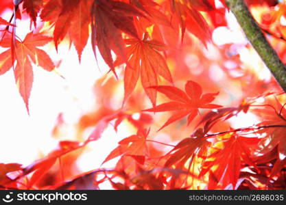 Spring colored leaves