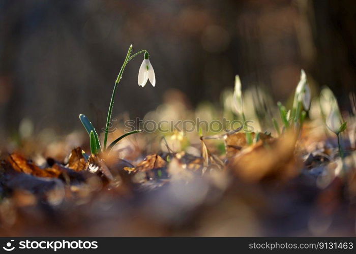 Spring colorful background with flower - plant. Beautiful nature in spring time. Snowdrop (Galanthus nivalis).