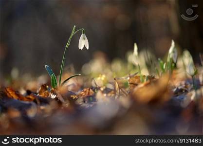 Spring colorful background with flower - plant. Beautiful nature in spring time. Snowdrop (Galanthus nivalis).