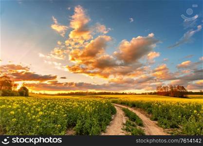 Spring colorful cloud sunset over colza field. Rural dirt road on blossom canola farm. Oilseed blooming. Belarus agriculture.
