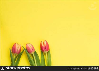 Spring concept. tulips with yellow background, space for text, april easter concept abstract. Spring concept. tulips with yellow background, space for text, april easter concept