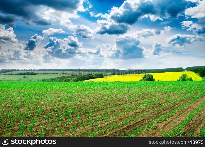 spring corn field and blue sky
