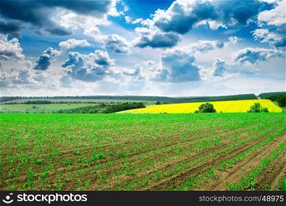 spring corn field and blue sky