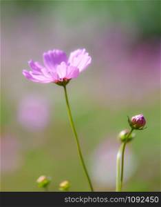 Spring cosmos flower pink blooming in the garden field background