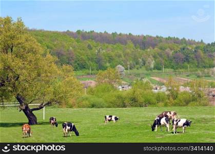 Spring country landscape with village and cow (Lviv Oblast, Ukraine) .