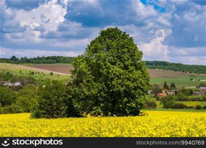 Spring countryside view with linden tree, rapeseed yellow blooming fields, village, hills. Natural seasonal, good weather, climate, eco, farming, countryside beauty concept.