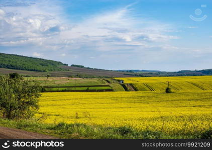 Spring countryside view with rapeseed yellow blooming fields, groves, hills. Ukraine, Lviv Region.