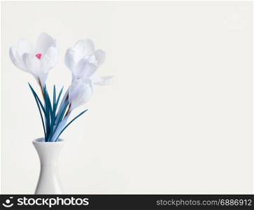 spring crocus flower bouquet in vase