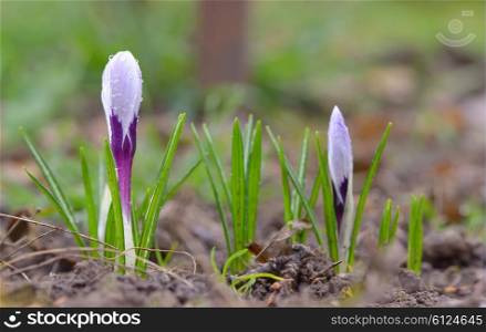 spring crocus flower in garden