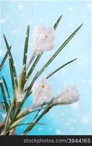 spring crocus flower in snow