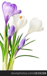 Spring crocus flowers