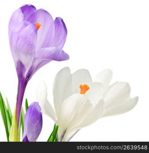 Spring crocus flowers