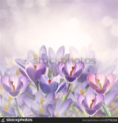 Spring Crocus Flowers For Background