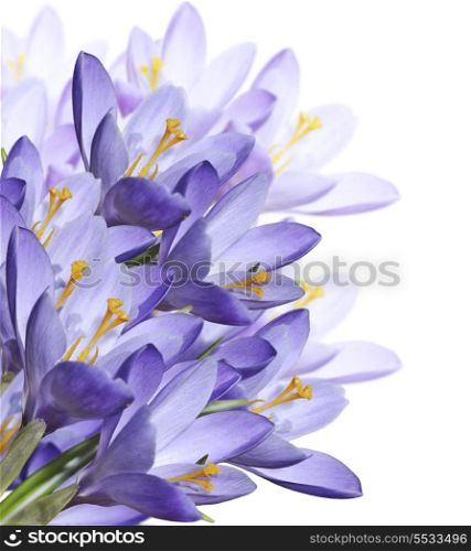 Spring Crocus Flowers Isolated On White Background
